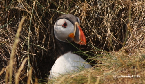 Puffin at its burrow entrance Puffin at its burrow entrance