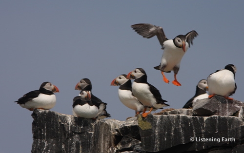 Puffins on the disused lighthouse Puffins on the disused lighthouse