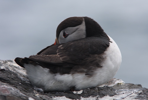 Resting Resting