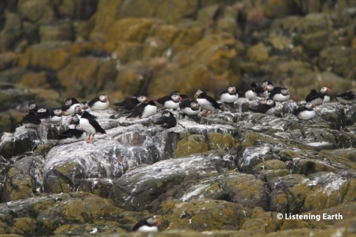Puffins en masse