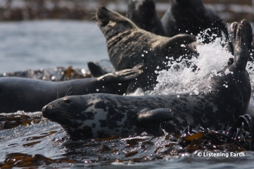 grey seals
