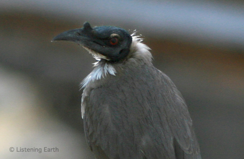 Noisy Friarbird