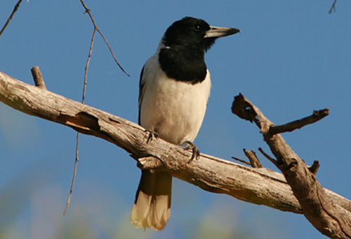 Pied Butcherbird