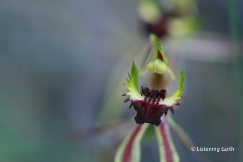 Brown-clubbed Spider Orchid