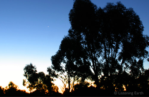 Dawn in late summer, Australian bush
