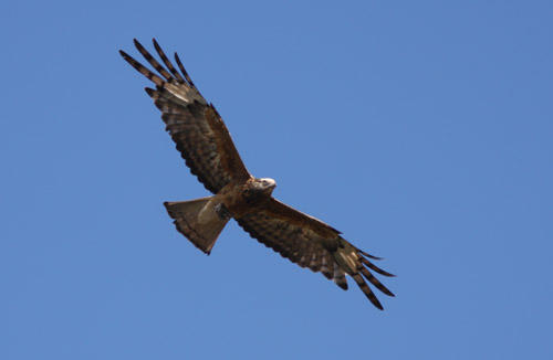 Square-tailed Kite on the wing