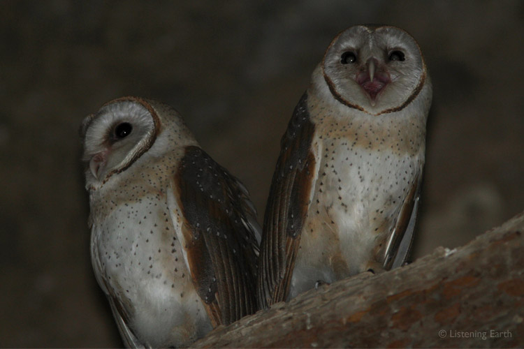 Barn Owls