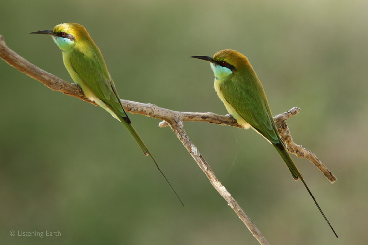 Green Bee-eaters