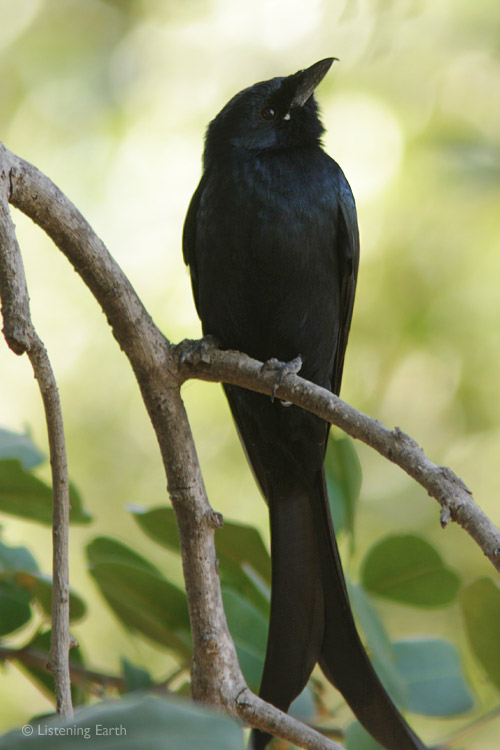 Black Drongo