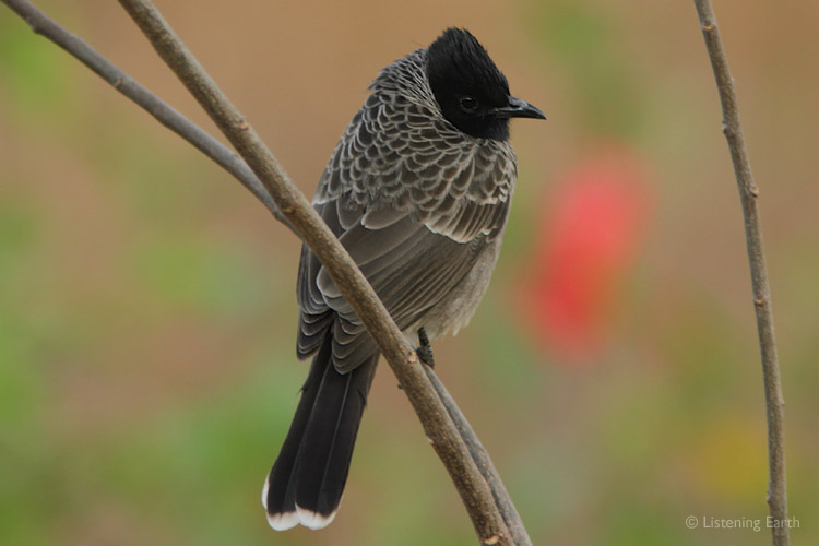 Red-vented Bulbul