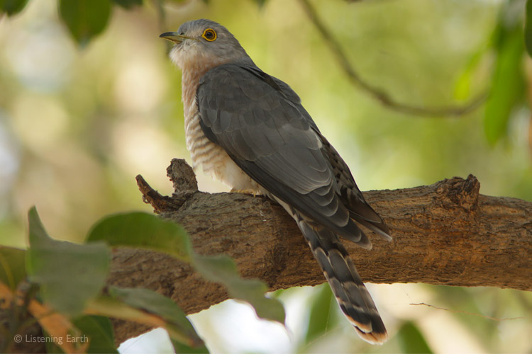 Common Hawk Cuckoo