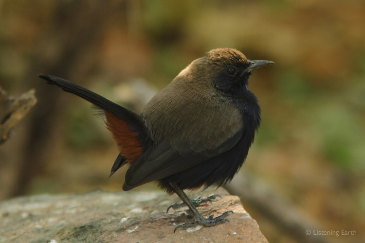 Indian Robin