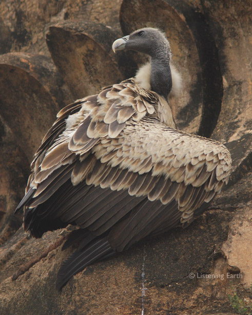 Indian Vulture