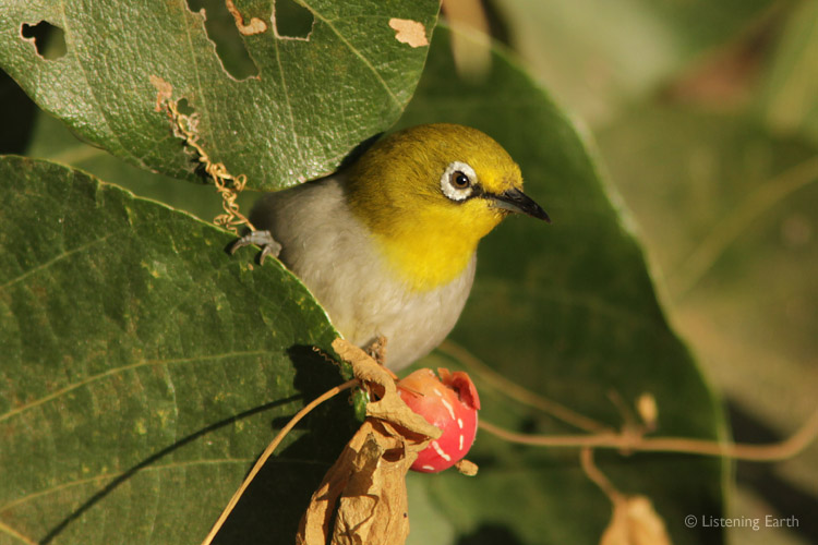Oriental White-eye