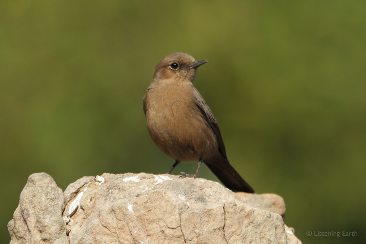 Brown Rock Chat