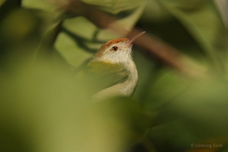 Common Tailorbird