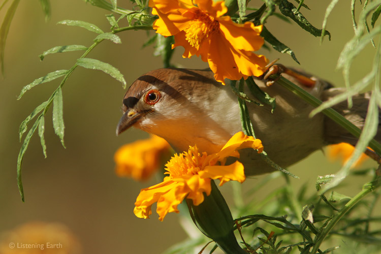 Yellow-eyed Babbler