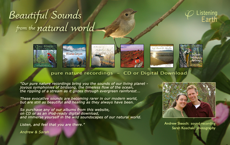Our pure nature recordings bring you the rich sounds of our living planet - joyous symphonies of birdsong, the timeless flow of the ocean, the rippling of a stream asit glides through evergreen rainforest...

Recorded in some of the earth's last wild environments utilising custom binaural microphone technology, these beautiful albums are expansive and deeply relaxing. 

So purchase any of our albums from this website, on CD or as an iPod-ready digital download, and immerse yourself in the wild soundscapes of nature. 

Listen, and feel that you are there.