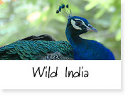 Nature India