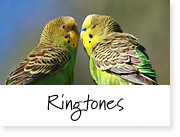 Birdsong nature ringtones