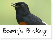 birdsong, bird sounds of nature