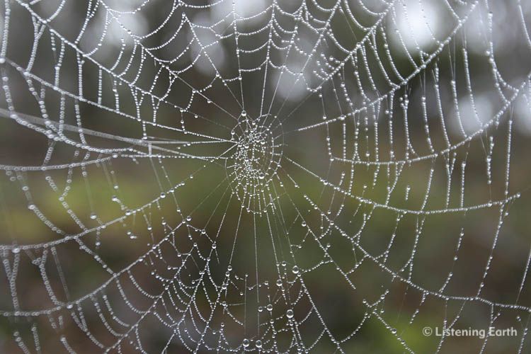 Spider's web hung with morning dew