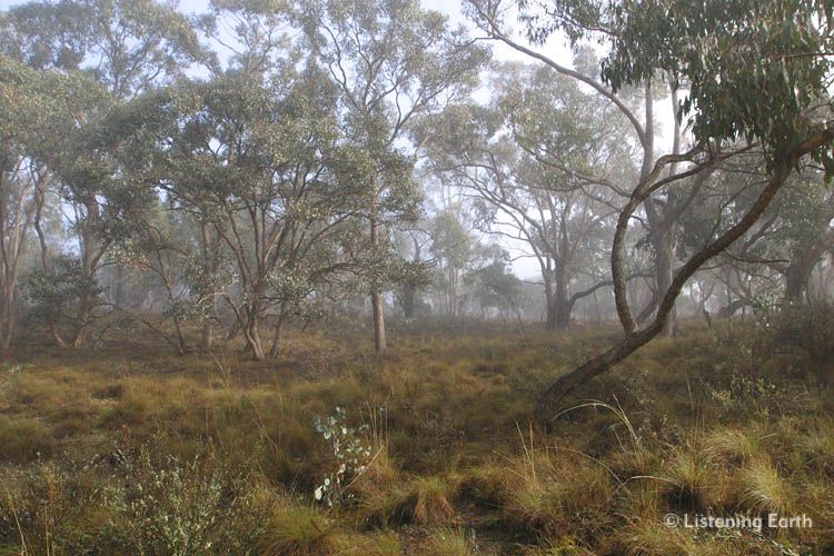 Morning mist in Long-leafed Box eucalypt woodland with poa grass understory