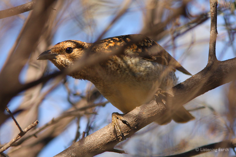 A Western Bowerbird, <i>Chlamydera guttata</i>, <br>peering out curiously from the security of a woody shrub