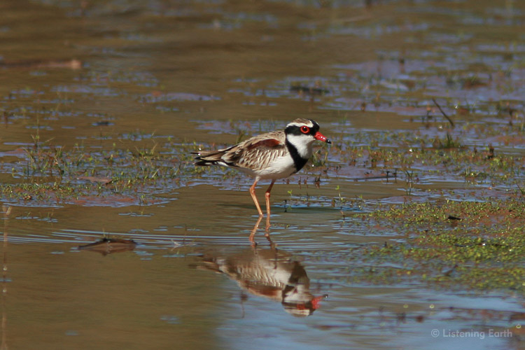 Black-fronted Dotterel. Their sharp yip!s and sometimes <br>quite extended songflights can be heard on both evenings