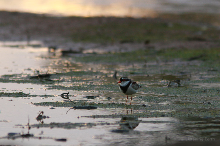 A Dotterel feeding, reflected in the early light of dawn