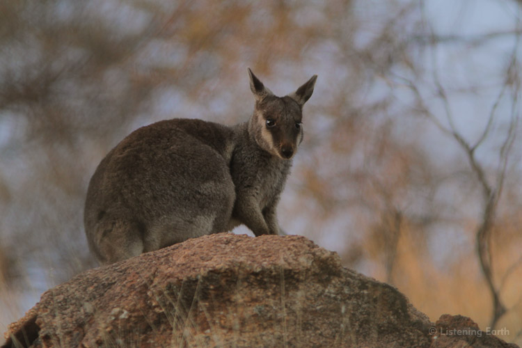 Despite their shyness and agility, Rock Wallabies can create quite a ruckus dislodging rocks<br>Unlike kangaroos, wallabies really thump the ground when they hop