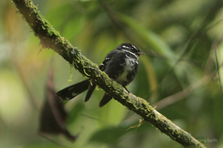 Friendly Fantail - That is actually its species name