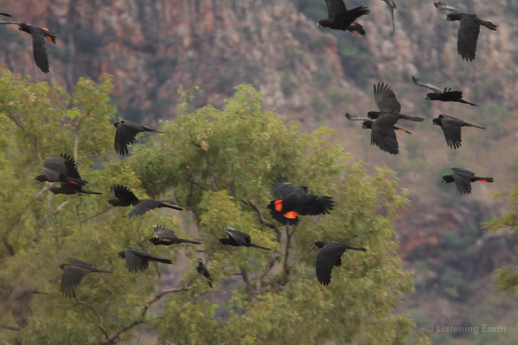 Flock of Red-tailed Black Cockatoos on the wing