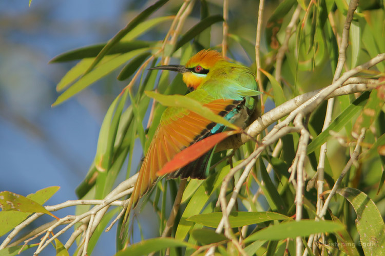 Rainbow Bee-eater, sunning itself