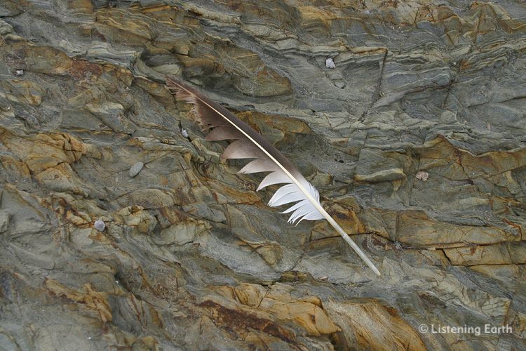 Seabird feather and wave-sculpted rock