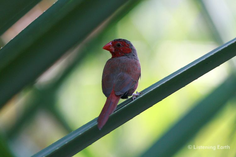 Crimson Finch, <i>Neochmia phaeton</i>