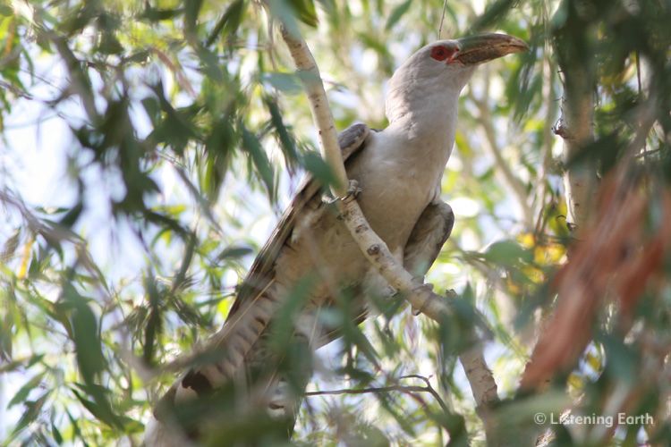 Channel-billed Cuckoo, <i>Scythrops novaeholandiae</i>