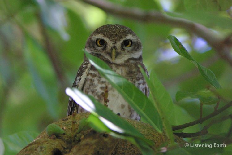 Forest Owlet, <i>Athene blewitti</i>