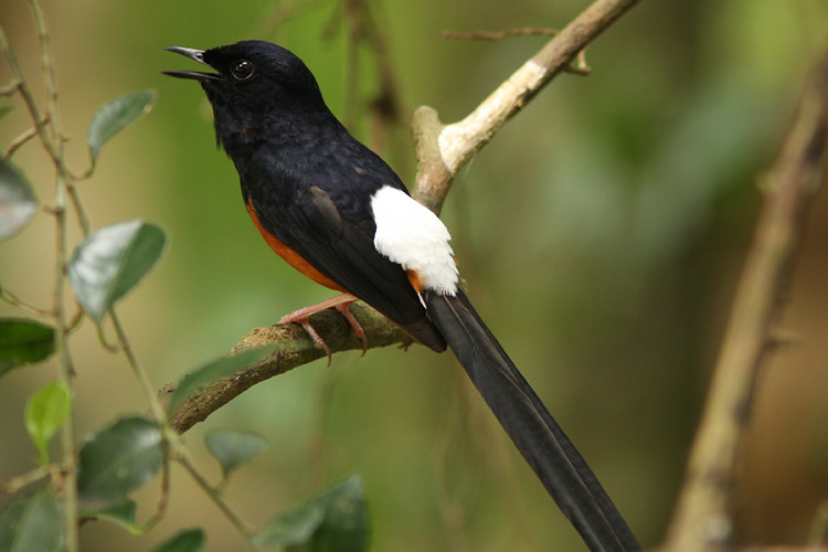 White-rumped Shama, <i>Copsychus malabaricus</i> in song