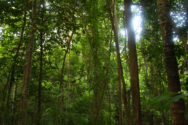 The recording location: lowland forest on Koh Ngai