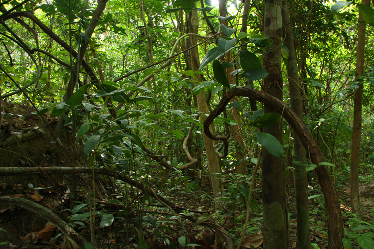 The recording location: lowland vine forest on Koh Ngai