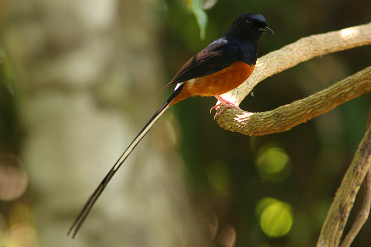 Long tail plumes of the male White-rumped Shama, <i>Copsychus malabaricus</i>