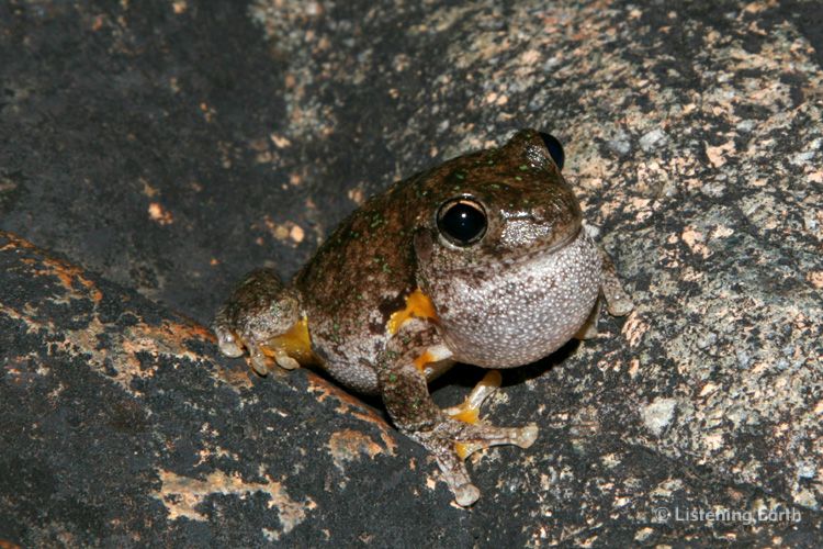 Peron's Tree Frog, <i>Litoria peronii</i> calling 