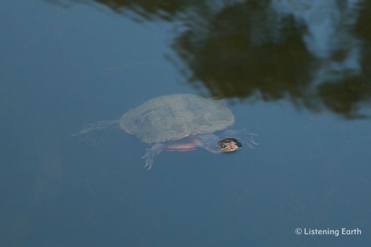 A Long-necked Tortoise, <i>Chelodina longicollis</i> floats watchfully
