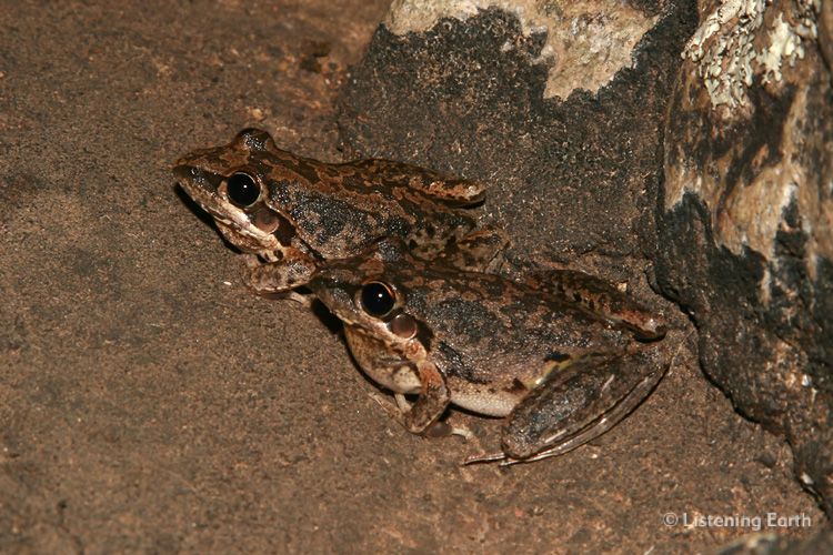 A pair of Broad-palmed Frogs, <i>Litoria latopalmata</i>