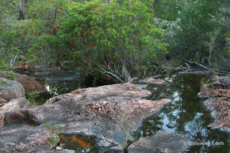 Crimson Bottlebrush flourishes by the streamside