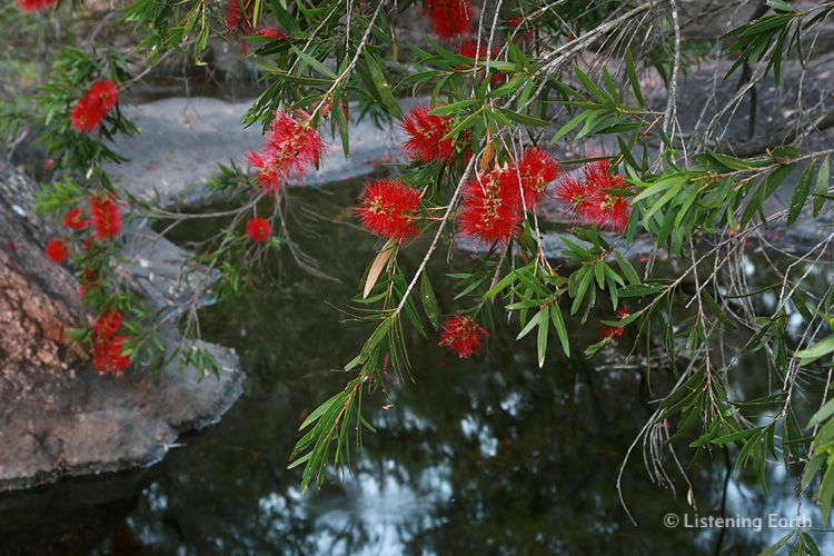 Crimson Bottlebrush flowers, <i>Callistemon sp.</i> overhang the water