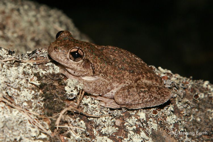 Peron's Tree Frog, <i>Litoria peronii</i>