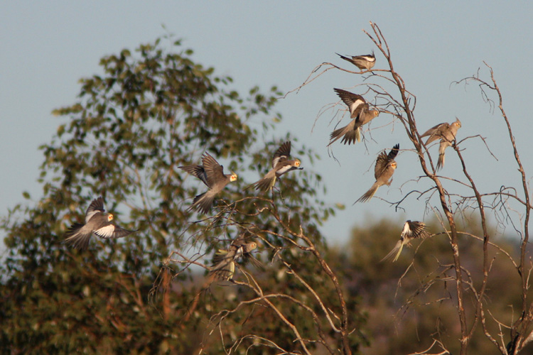 A flock of Cockatiels, <i>Nymphicus hollandicus</i>, alight after drinking