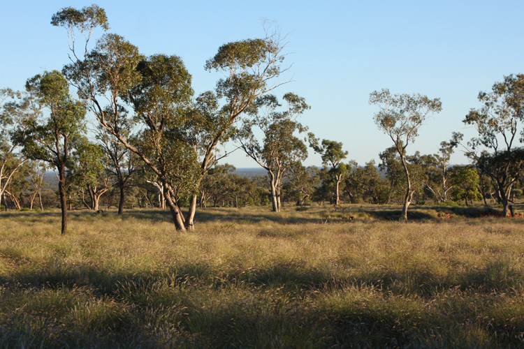 Budgerigars love open dry woodlands with a grassy understory